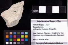 Foto (Objekt + Etiketten) von Decapoda indet. 